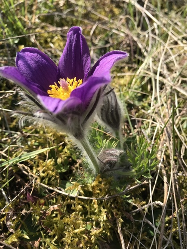 Pulsatilla vulgaris