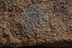 Myriolecis crenulata