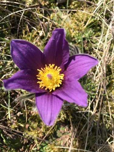 Pulsatilla vulgaris