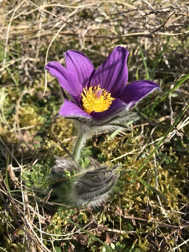 Pulsatilla vulgaris