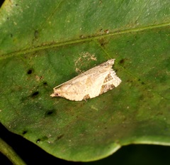 Neocalyptis affinisana