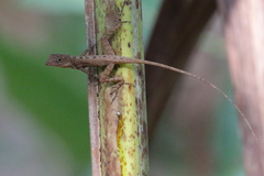 Anolis osa
