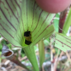 Exyra semicrocea
