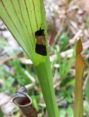 Exyra semicrocea