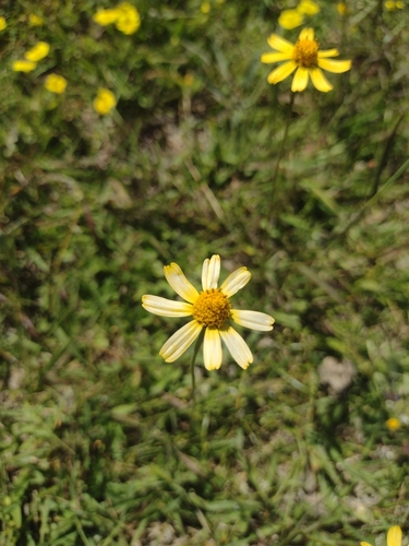 Image of Acmella decumbens by no rights reserved