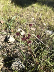 Lomatium hooveri