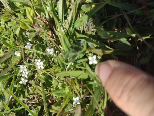 Image of Oldenlandia salzmannii by no rights reserved