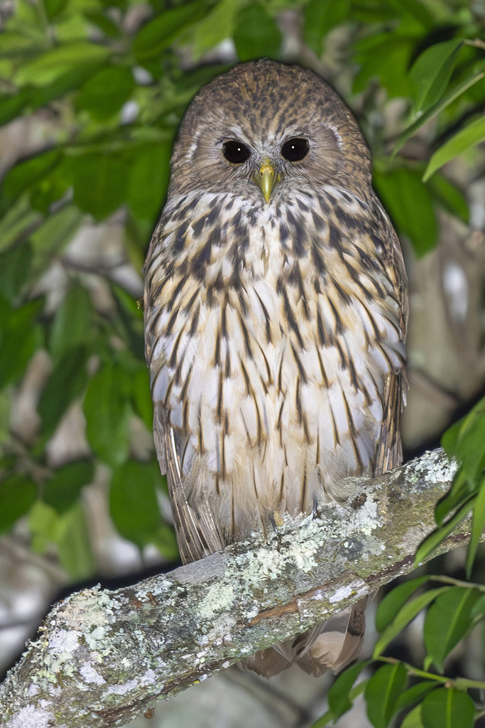 Vermiculated Fishing-Owl photo