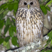 Vermiculated Fishing-Owl - Photo (c) Heinrich Human, some rights reserved (CC BY-NC), uploaded by Heinrich Human