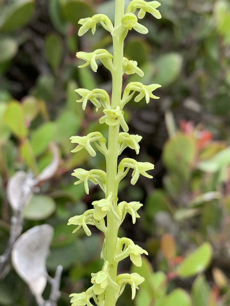 Platanthera unalascensis