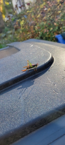 Lesser Pine Katydid photo 4