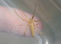 Tibellus chamberlini