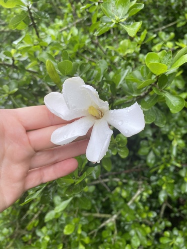 Gardenia thunbergia