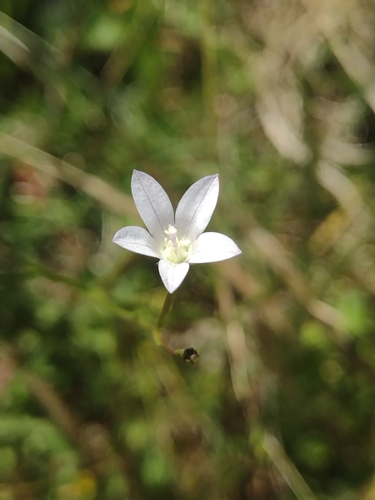 Image of Wahlenbergia linarioides by no rights reserved