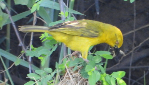 Holub's Golden Weaver (Ploceus xanthops), photo 7