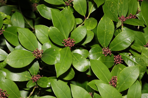 Image of Skimmia japonica by no rights reserved