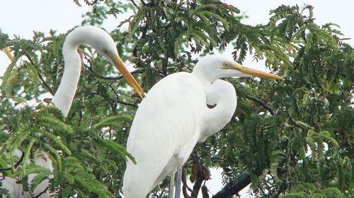 Great Egret