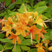 Flame Azalea - Photo (c) Lindley Ashline, some rights reserved (CC BY-NC)