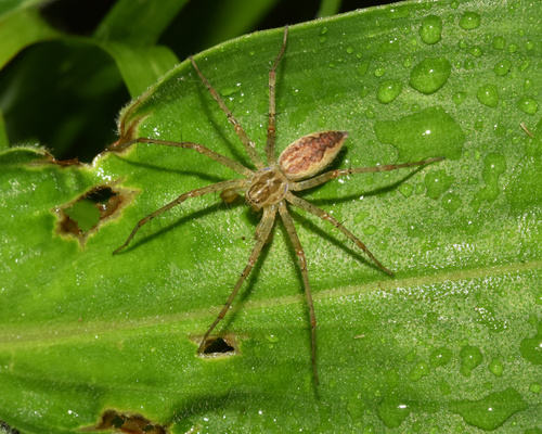 Charminus natalensis
