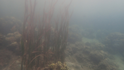 Image of Enhalus acoroides by (c) Nicola Crockford, some rights reserved (CC BY)