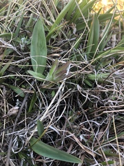 Castilleja levisecta