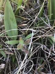 Castilleja levisecta
