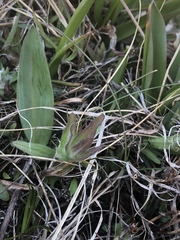 Castilleja levisecta