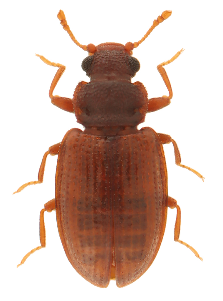 Enicmus tenuicornis