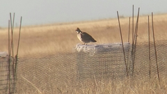 Tympanuchus pallidicinctus