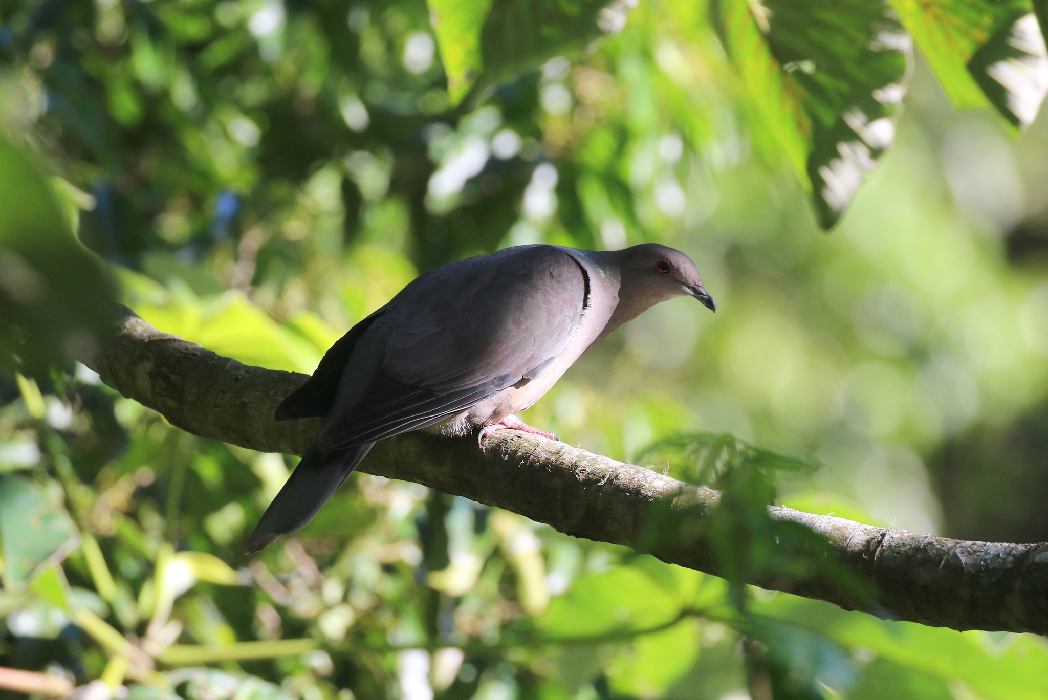 Ring-tailed Pigeon (Patagioenas caribaea), photo 3