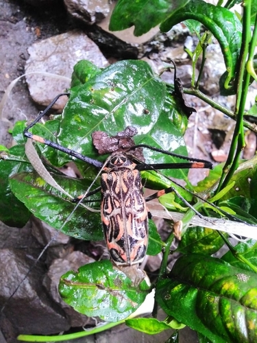 Acrocinus
