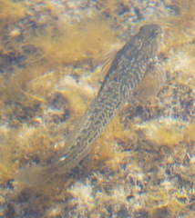 Parablennius parvicornis