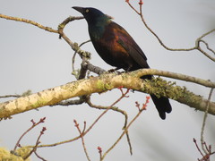 Quiscalus quiscula versicolor