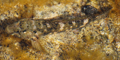 Mauligobius maderensis