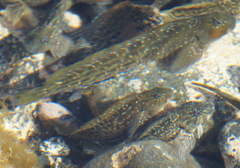 Parablennius parvicornis