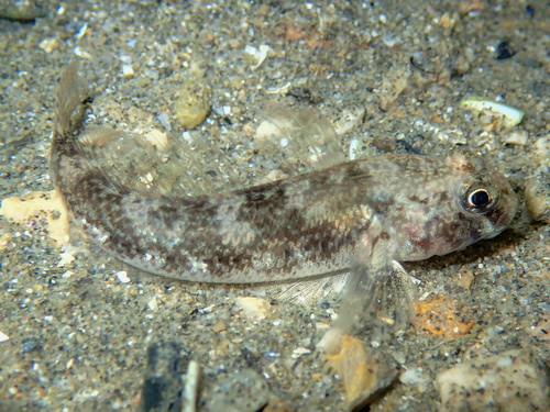 Gobius niger