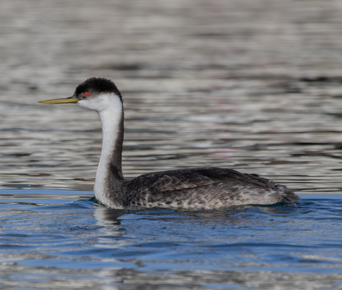 Western Grebe, photo 6 of 9