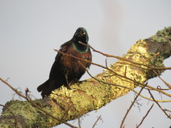 Quiscalus quiscula versicolor