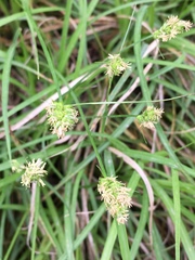 Carex cherokeensis