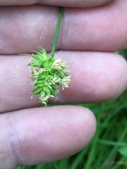 Carex cherokeensis