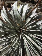 Hechtia argentea