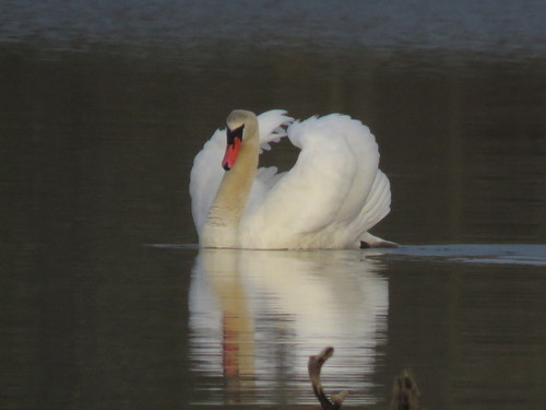 Cygne tuberculé