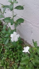 Ruellia leucantha