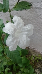 Ruellia leucantha