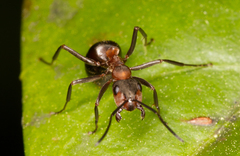 Formica polyctena × rufa