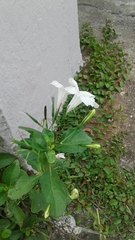 Ruellia leucantha