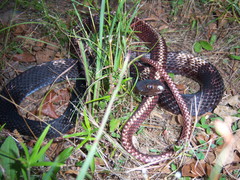 Masticophis flagellum flagellum