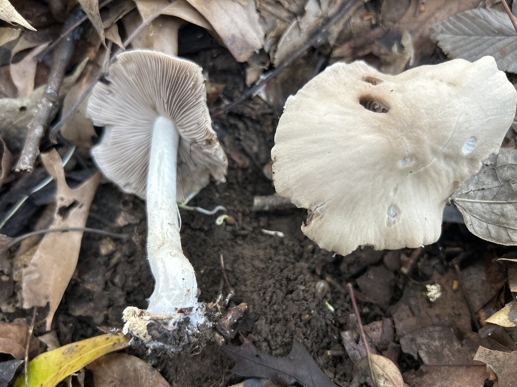 Psathyrella inflatocystis