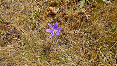 Brodiaea elegans elegans