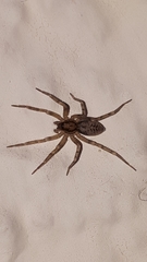 Liocranum rupicola
